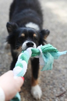 DIY Dog Toy & Pet Holiday Basket - Run To Radiance